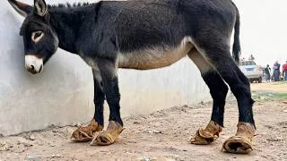 Thumbnail: The Donkey Really Suffers! It Limps Along As It Comes To Have Its Hooves Trimmed…
