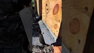 Thumbnail: Bees at work in a sunny day