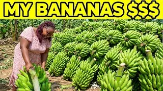 Thumbnail: How Much MONEY My Small Banana Farm Pays Me?
