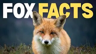 Thumbnail: Why Foxes Are Stranger Than You Think