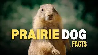 Thumbnail: Why Prairie Dogs Are Actually Geniuses