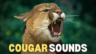 Thumbnail: 7 Terrifying Cougar Sounds: One Sounds Almost Human