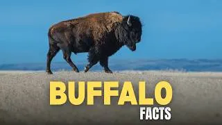 Thumbnail: 25 Surprising Facts About Buffalo