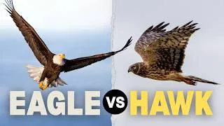 Thumbnail: Eagle vs Hawk: Which Bird Would Win?
