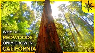Thumbnail: Why Do Redwoods ONLY Grow In California?