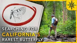 Thumbnail: Searching For California's RAREST Butterfly