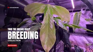 Thumbnail: Inside Greaux Crazy's Anthurium Breeding House