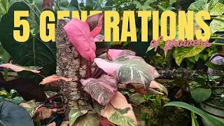 Thumbnail: This Nursery Is 5 Generations in the Making & Here’s What They Grow
