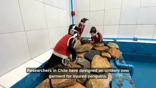 Thumbnail: Tiny copper vests save penguins