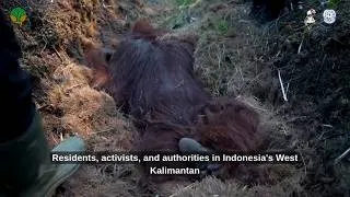 Thumbnail: Orangutan rescued after fire
