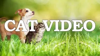 Thumbnail: 10 Hour Cats & Dogs TV to Watch in 4k, Specific Video for Cats & Dogs to Release Stress