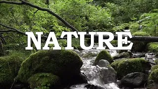 Thumbnail: Relaxing Natural River Sounds 4hr for sleep, morning, work, study and meditation