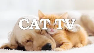 Thumbnail: 7 Hours Birds Singing & Forest Sound for Cats and Dogs to Watch in 4K, TV Dogs & Cats