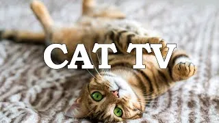 Thumbnail: 5 Hours Cat TV to Watch Cats & Dogs, Birds Singing for Cats, Colorful Birds for Attract Cats & Dogs