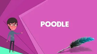 Thumbnail: What is Poodle? Explain Poodle, Define Poodle, Meaning of Poodle