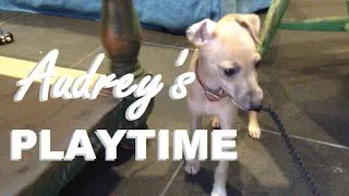 Thumbnail: ITALIAN GREYHOUND PUPPY'S ADORABLE PLAYTIME ❤️