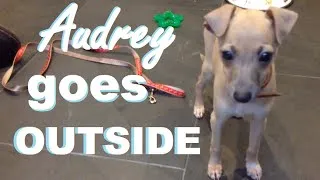 Thumbnail: ITALIAN GREYHOUND PUPPY'S FIRST TRIP OUTSIDE ❤️