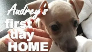Thumbnail: ITALIAN GREYHOUND PUPPY'S FIRST DAY HOME ❤️