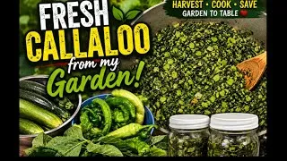 Thumbnail: 🌿 Fresh Callaloo from My Garden! Harvesting, Cooking & Saving for a Rainy Day | Garden to Table 🥬🌶️