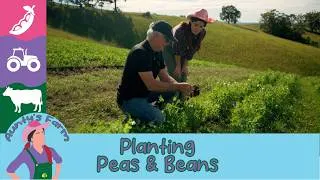 Thumbnail: 🌱🚜 Aunty Visits Mountainview Sunflowers! Growing Peas, Beans & Farming on Hills