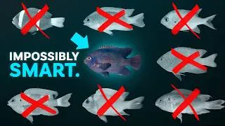 Thumbnail: This Fish Grows Its Own Food