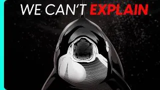 Thumbnail: The Orcas Became The Most Terrifying Predator