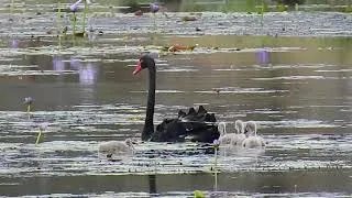 Thumbnail: BLACK SWANS & their CYGNETS