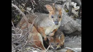 Thumbnail: RED-LEGGED PADEMELONS of QUEENSLAND
