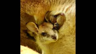 Thumbnail: AGILE WALLABYS of AUSTRALIA