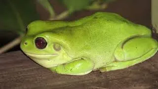 Thumbnail: GREEN TREE FROG - Always Smiling