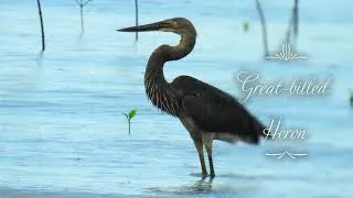 Thumbnail: GREAT BILLED HERON - A Flying Dinosaur