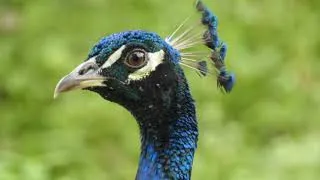 Thumbnail: PEACOCKS - A beautiful Aussie Feral