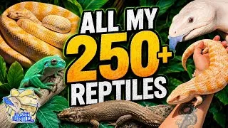 Thumbnail: My 250+ PET Reptiles!! 