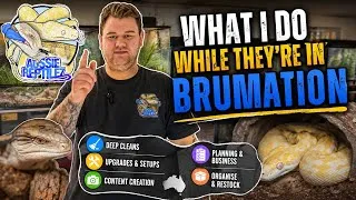 Thumbnail: My Reptiles are in Brumation, What now?