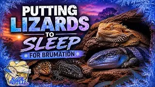 Thumbnail: The Annual Reptile Sleep Begins!