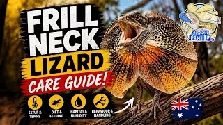 Thumbnail: Frilled Neck Lizard Care Guide