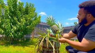 Thumbnail: Growing Pineapple in Texas