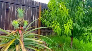 Thumbnail: Summer Garden Tour - Growing Peach Trees and Pineapples in Central Texas