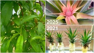 Thumbnail: Spring Garden Tour - 4 Years of Growing Pineapples and Peach Trees in Central Texas