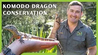 Thumbnail: Breeding the World's Largest Lizard | Conservation Diaires