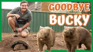 Thumbnail: Wombat Joey Rejects Adopted Father | Australian Reptile Park