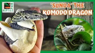Thumbnail: RARE Baby Komodo Dragon Hatching | Australian Reptile Park