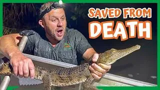 Thumbnail: Illegal Pet Crocodile RESCUED from Creek | Australian Reptile Park