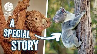 Thumbnail: Two Koalas Found Covered in Mud | Australia Zoo Wildlife Hospital