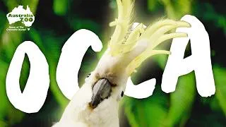 Thumbnail: Occa the Cockatoo | Australia Zoo's Oldest Bird!