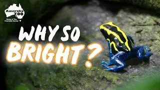Thumbnail: What Gives These Poison Dart Frogs Their Striking Colours?