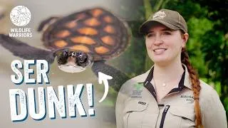 Thumbnail: Dunk's Second Chance at Life! | Green Sea Turtle Hatchling Caught in Netting