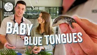 Thumbnail: Baby Blue Tongue Lizards | Bindi Irwin & Chandler Visit Australia Zoo Wildlife Hospital Patients