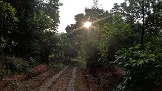 Thumbnail: Peaceful Morning Sunrise Silent Walk  In The Forest , Bird Songs #naturewalk #asmr #silentwalk
