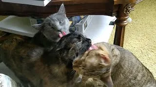 Thumbnail: Sister cats Grace, Mercy, and Patience love each other very much.